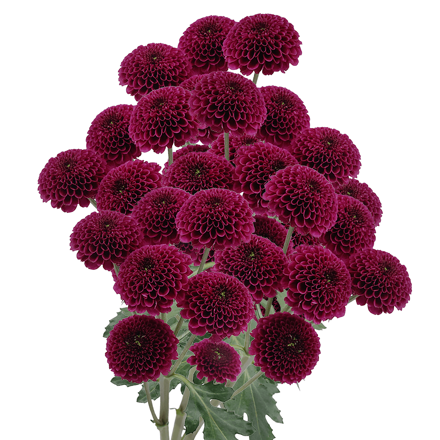 Pompon Button Botanika Purpetta Purple Select
