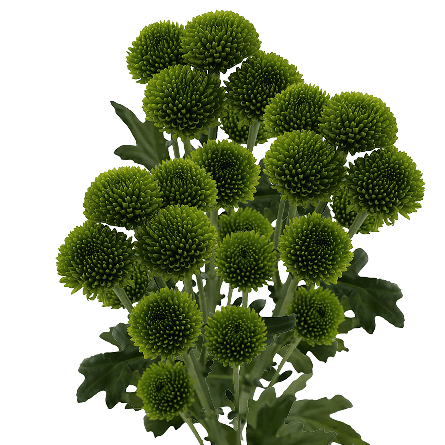 Pompon Button Botanika Whatsapp Green Select