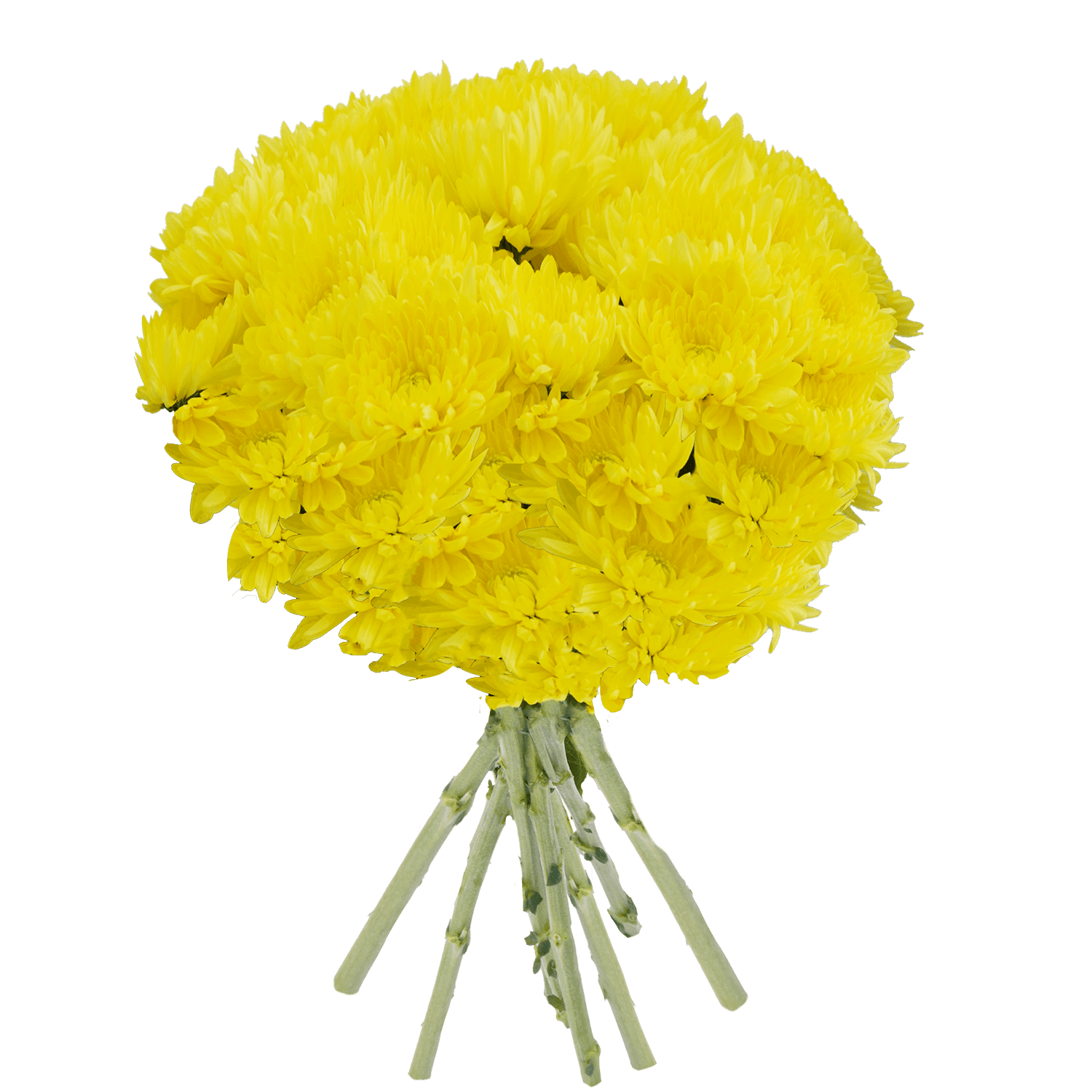 Pompon Cushion Botanika Bernal Yellow Select