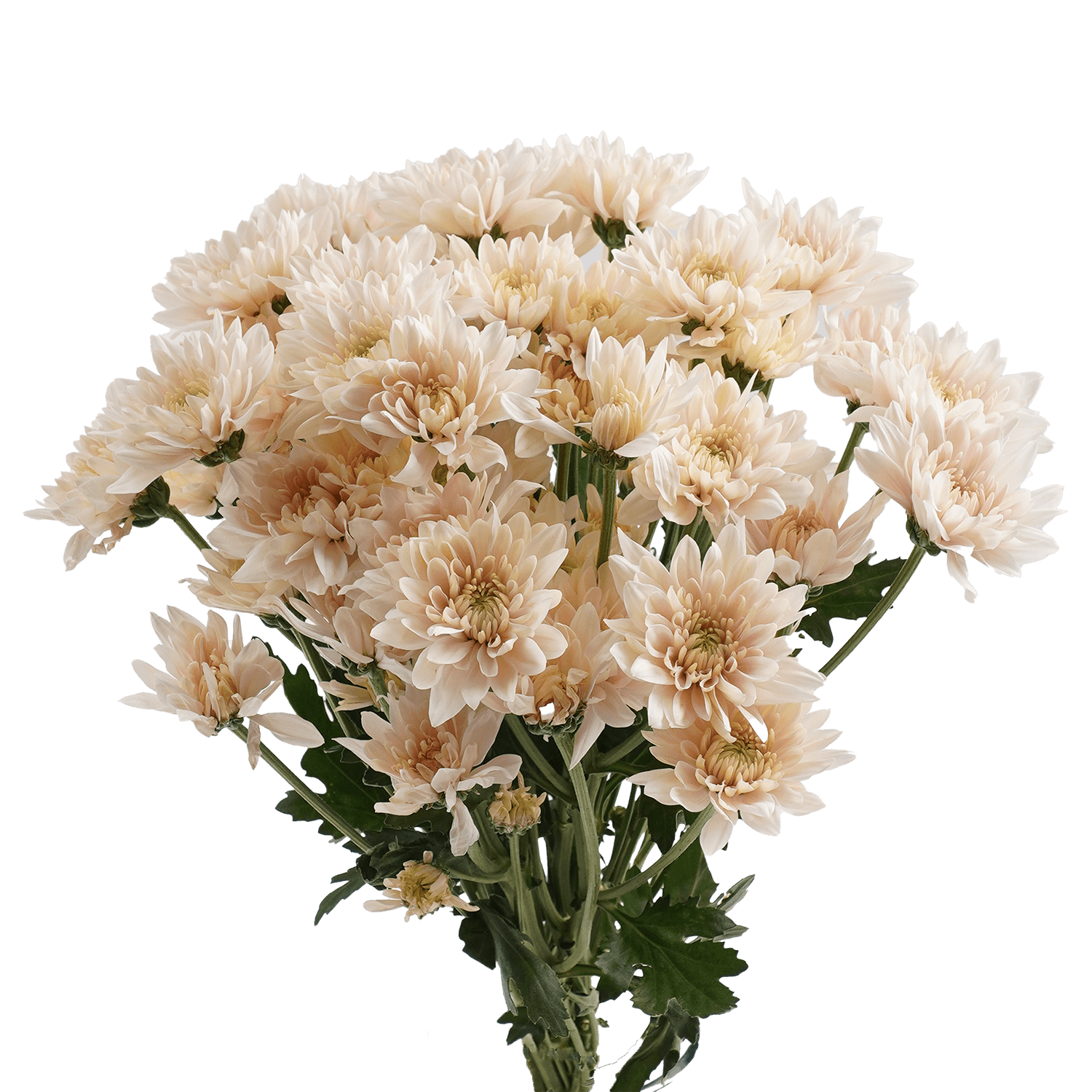 Pompon Cushion Botanika Champagne Peach Select