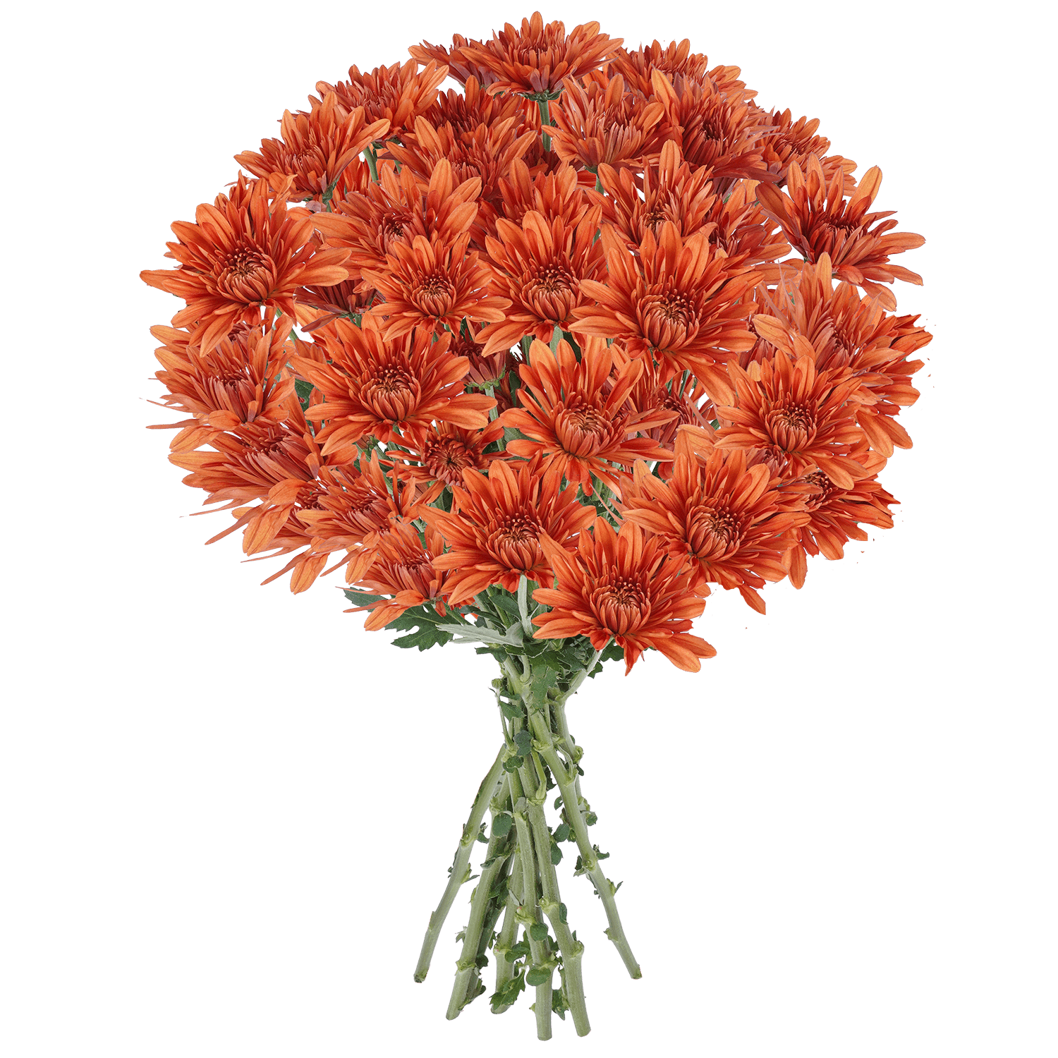 Pompon Cushion Botanika Cooper Bronze Select