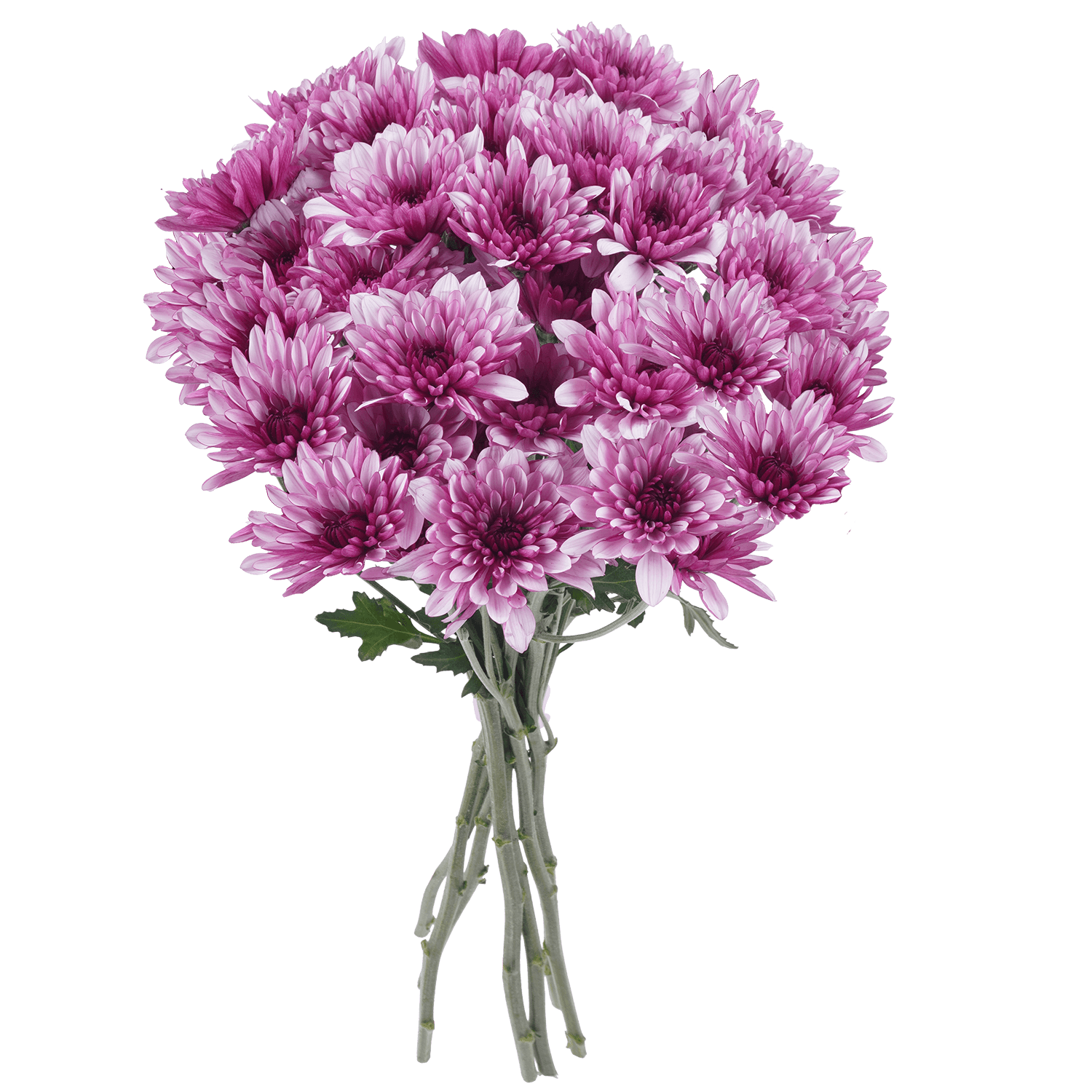 Pompon Cushion Botanika Lovato Lavenver Select