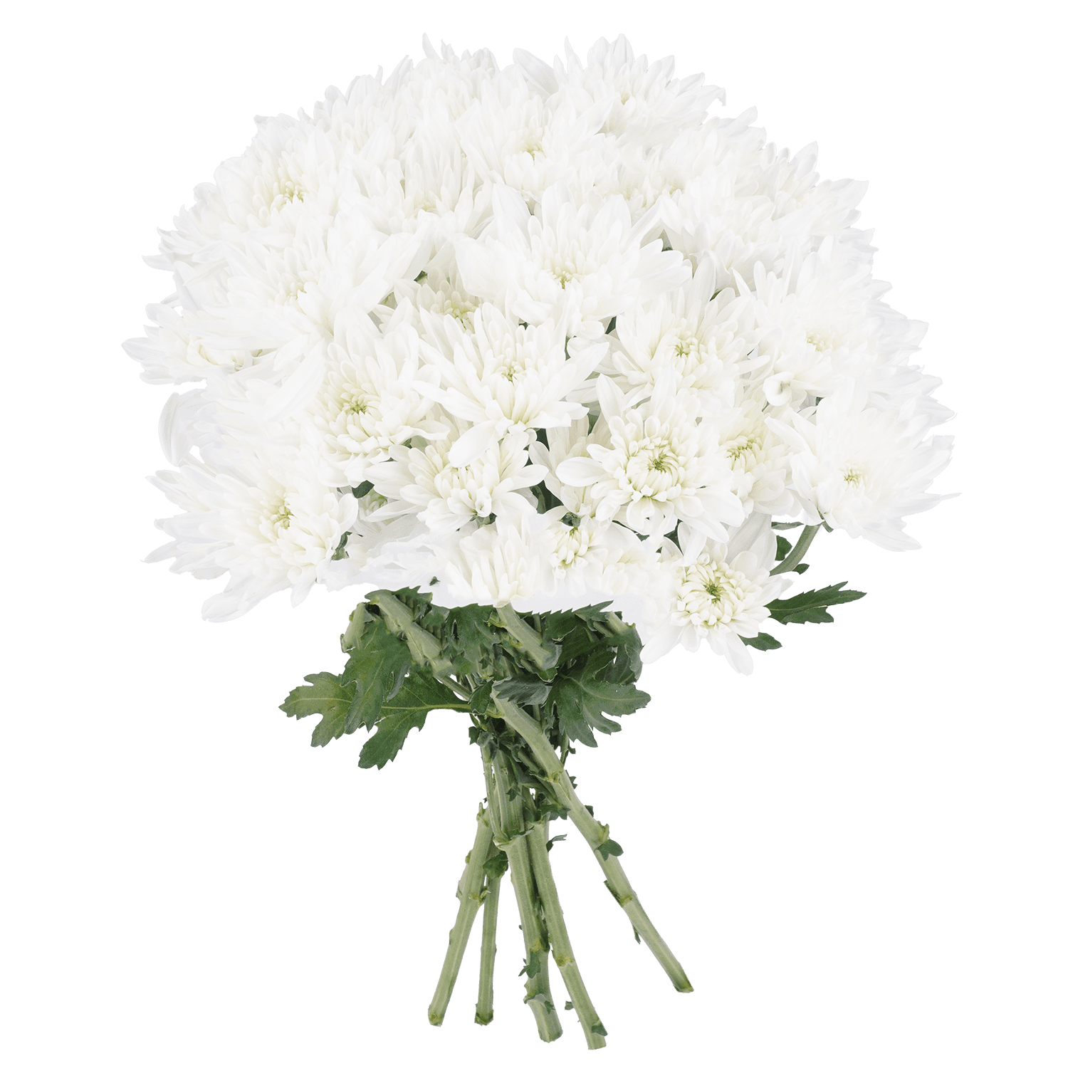 Pompon Cushion Botanika Maisy White Select