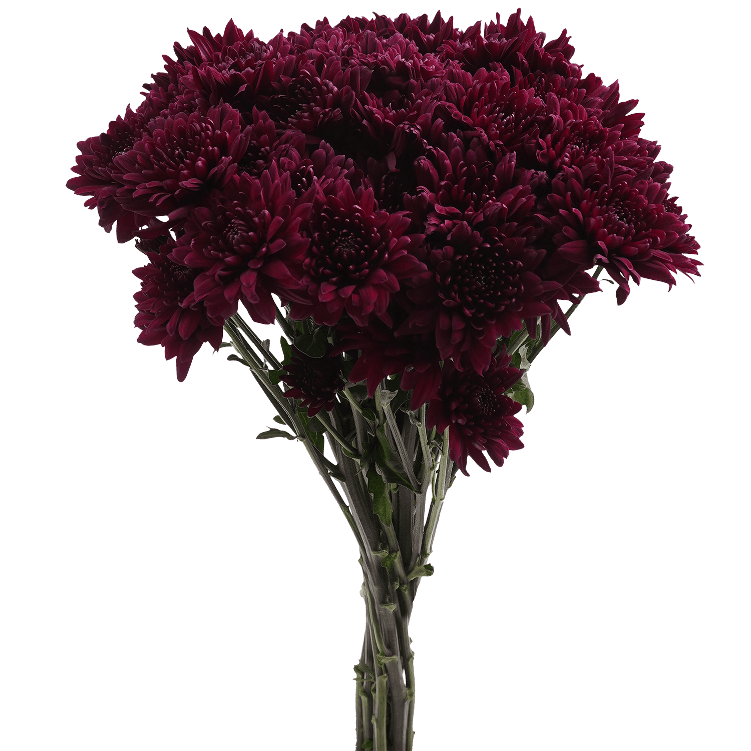 Pompon Cushion Botanika Paulina Burgundy Select