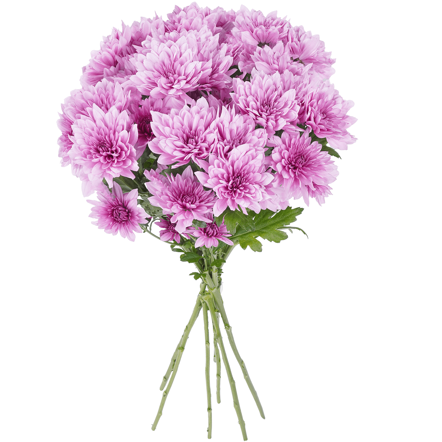 Pompon Cushion Botanika Sakura Lavenver Select
