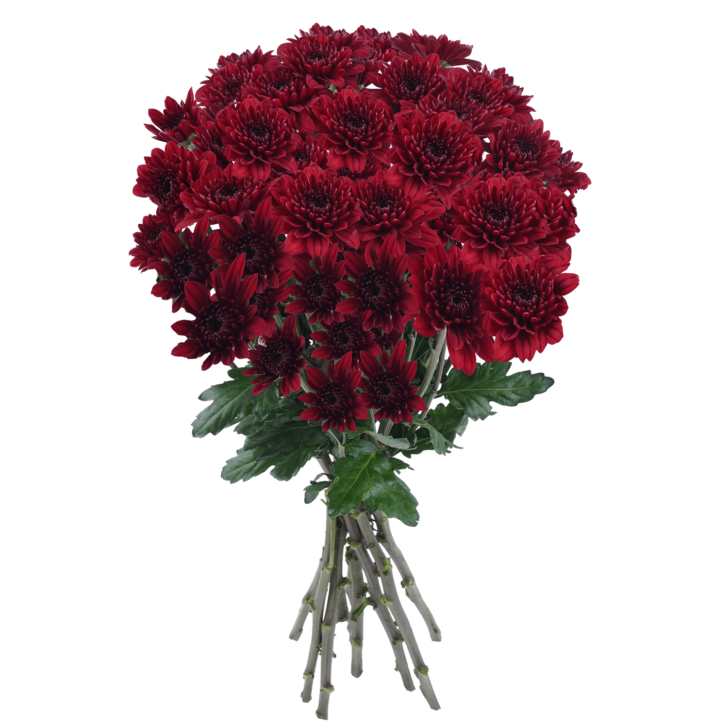 Pompon Cushion Botanika Thalys Red Select
