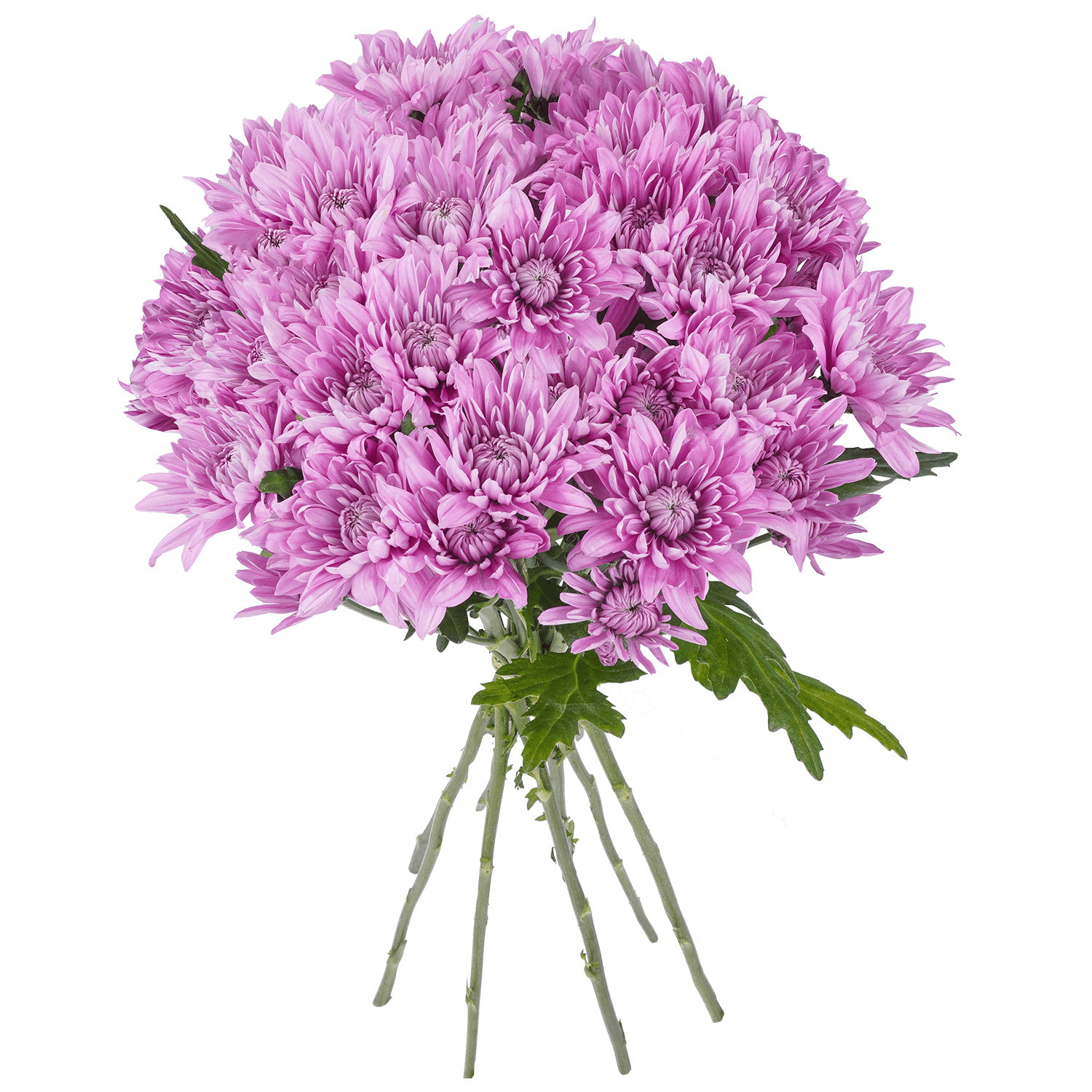 Pompon Cushion Botanika Venice Lavenver Select