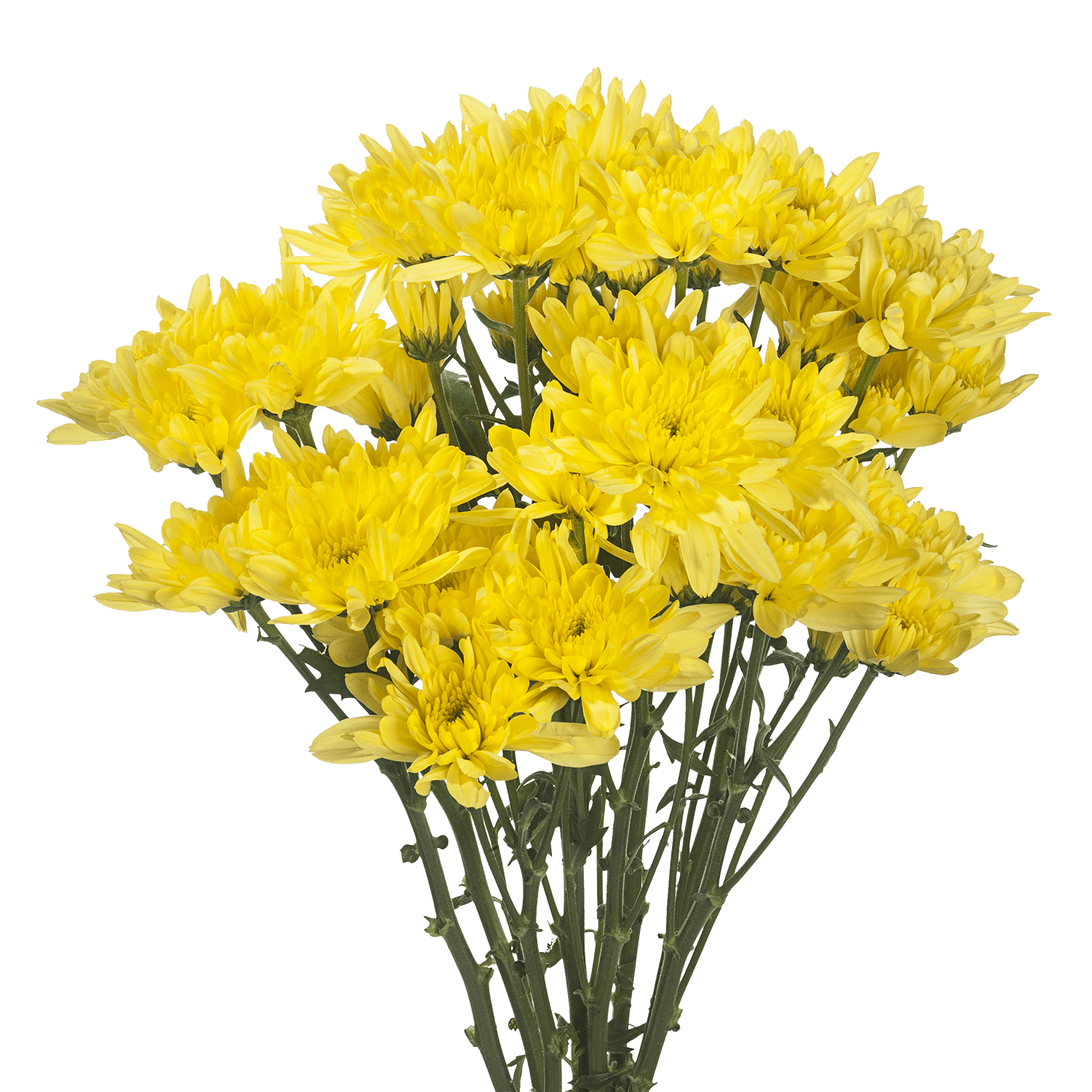 Pompon Cushion Botanika Zembla Sunny Yellow Yellow