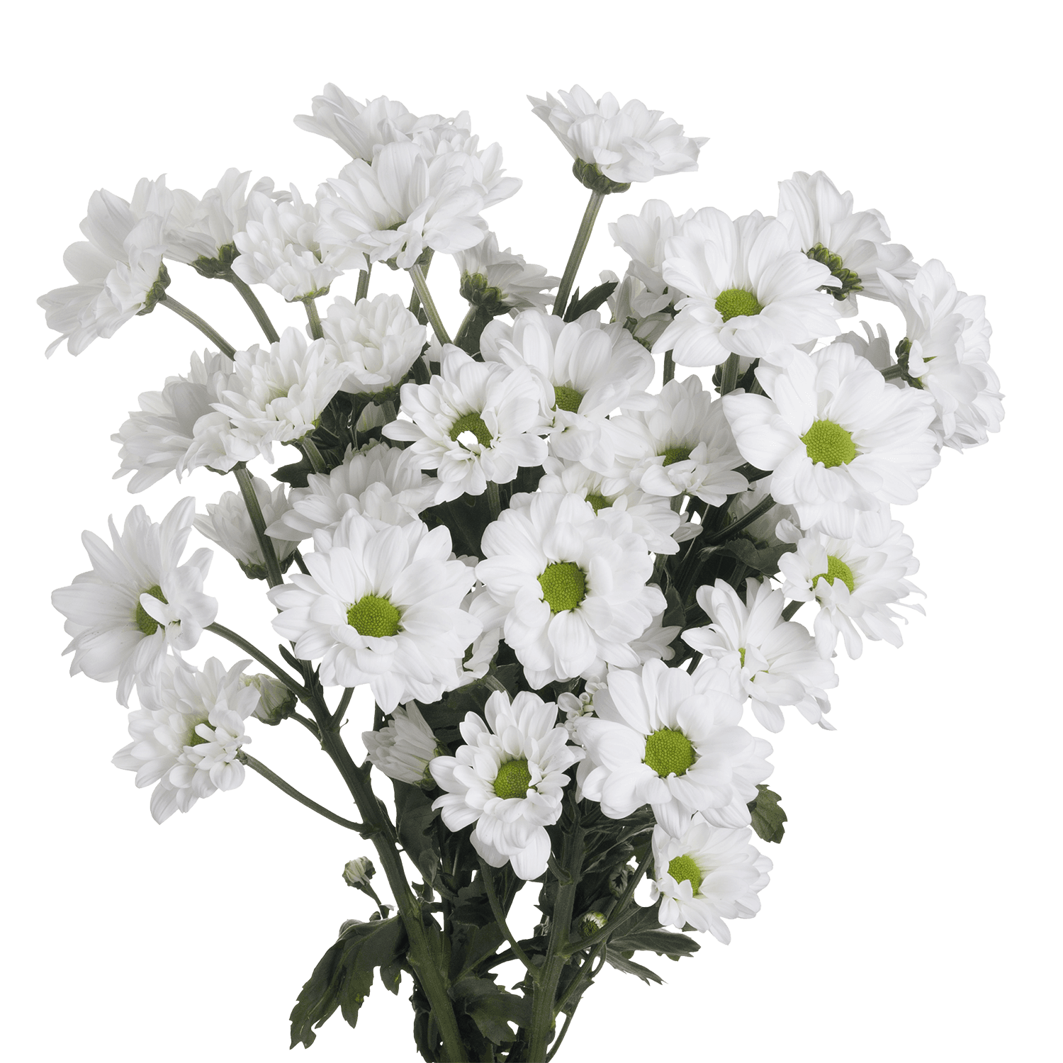 Pompon Daisy Botanika Alma White Select
