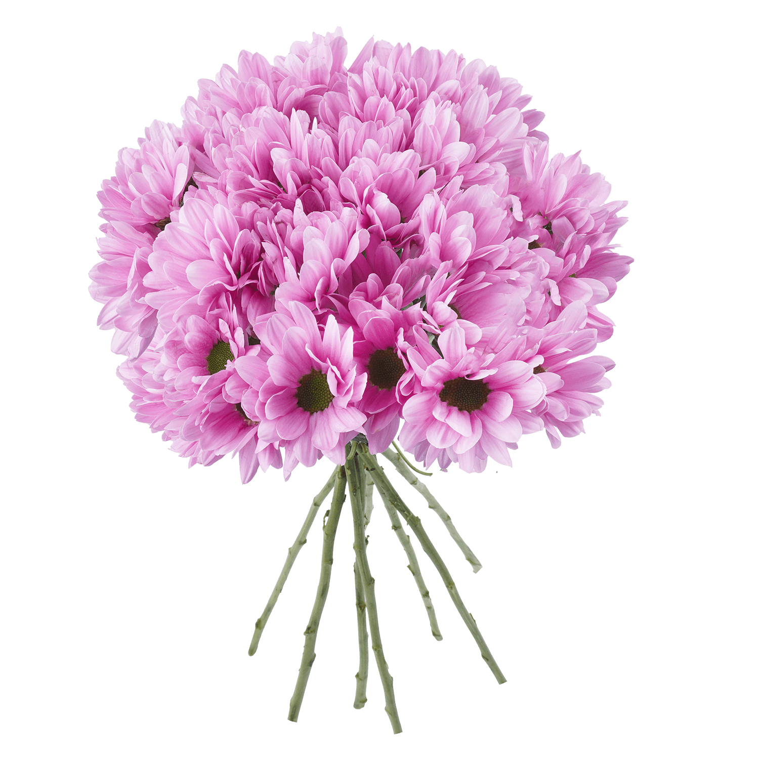 Pompon Daisy Botanika Beloved Lavenver Select
