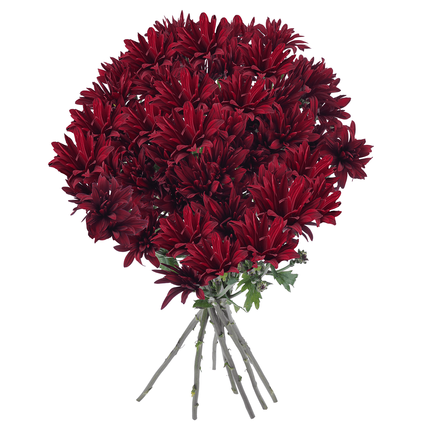 Pompon Daisy Botanika Brahma Red Select