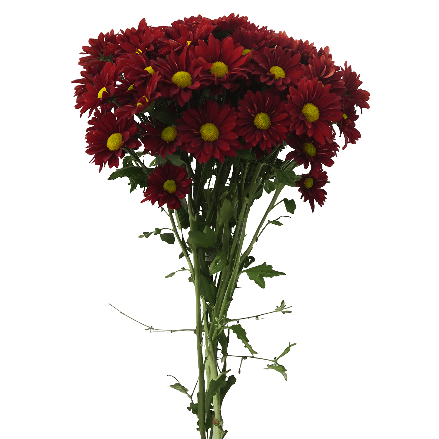 Pompon Daisy Botanika Chili Pepper Red Select
