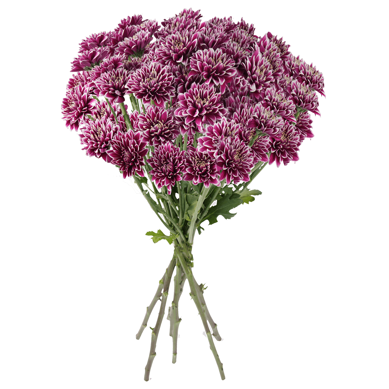 Pompon Daisy Botanika Dark Amethyst Purple Select