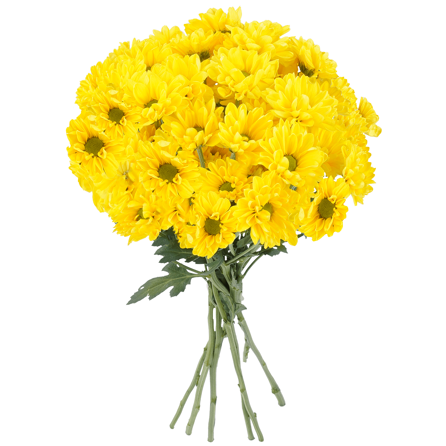 Pompon Daisy Botanika Esperanza Oro Yellow Select