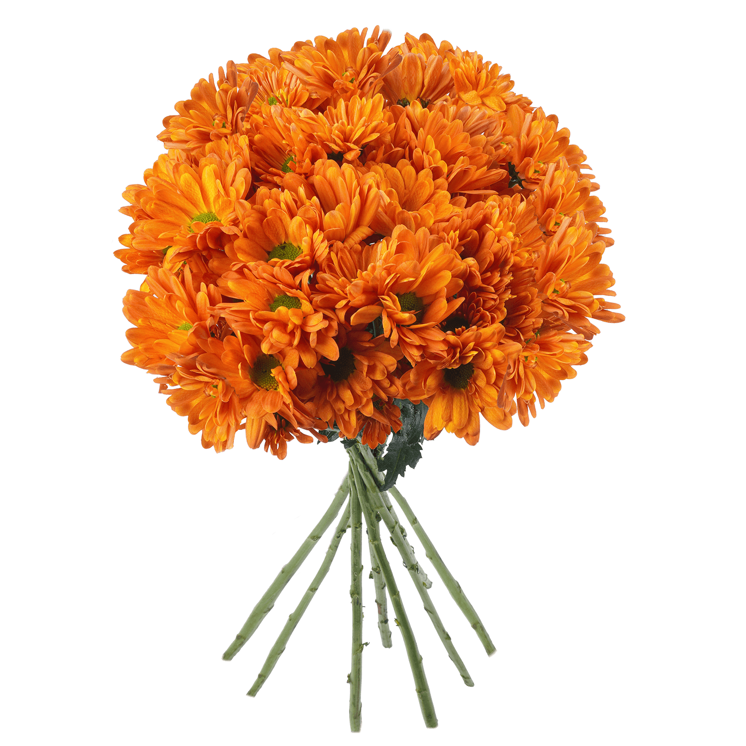 Pompon Daisy Botanika Lina Bronze Select