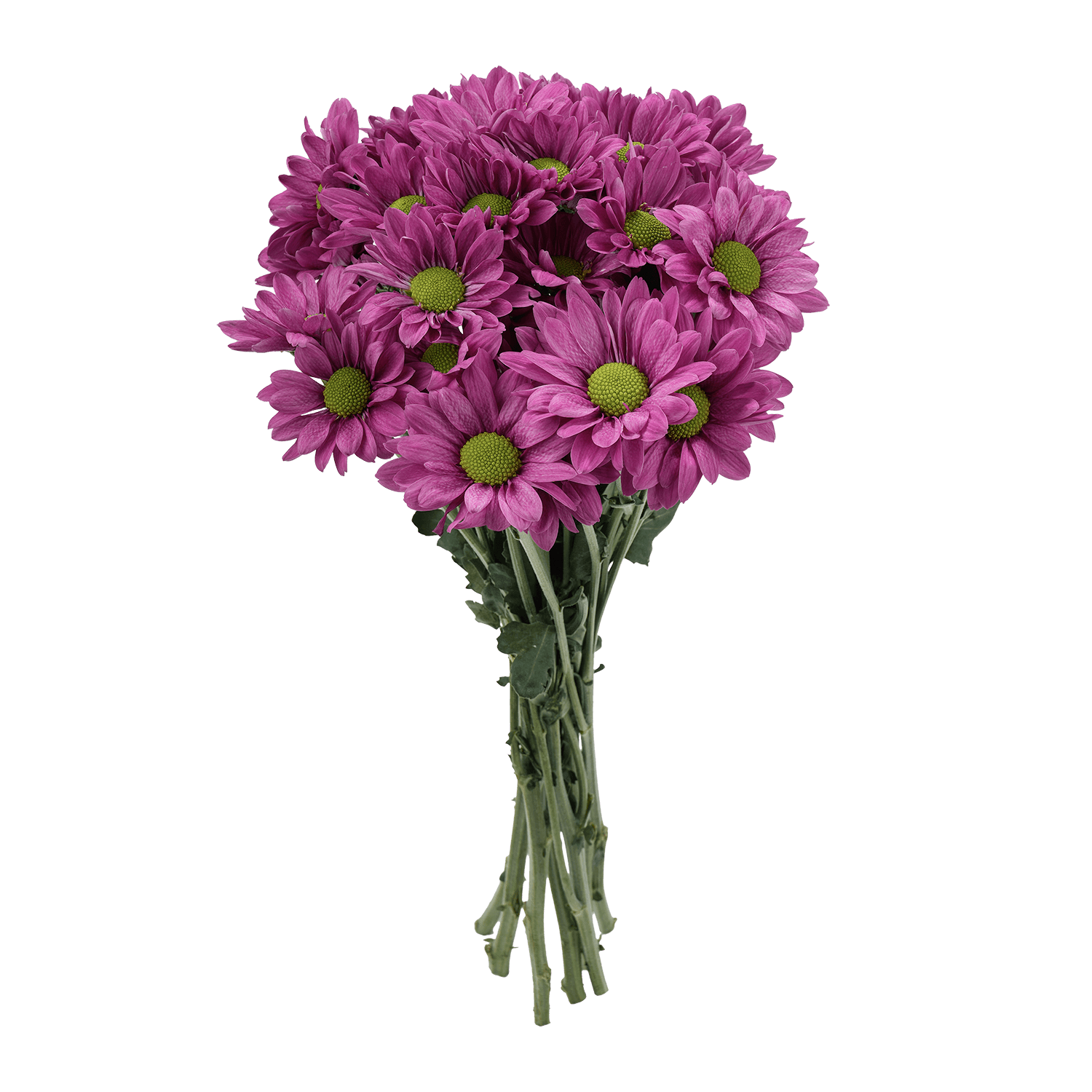 Pompon Daisy Botanika Memphis Lavenver Select