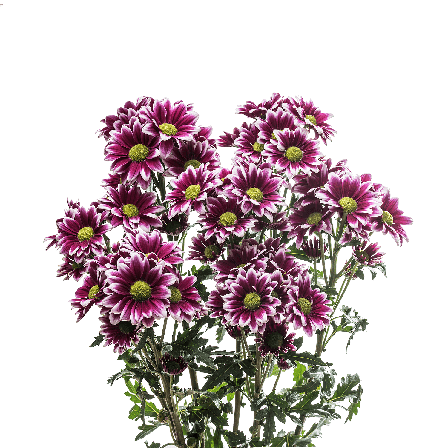 Pompon Daisy Botanika Ruble Purple Select