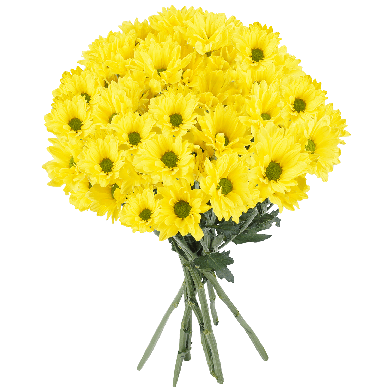 Pompon Daisy Botanika Sunny Day Yellow Select