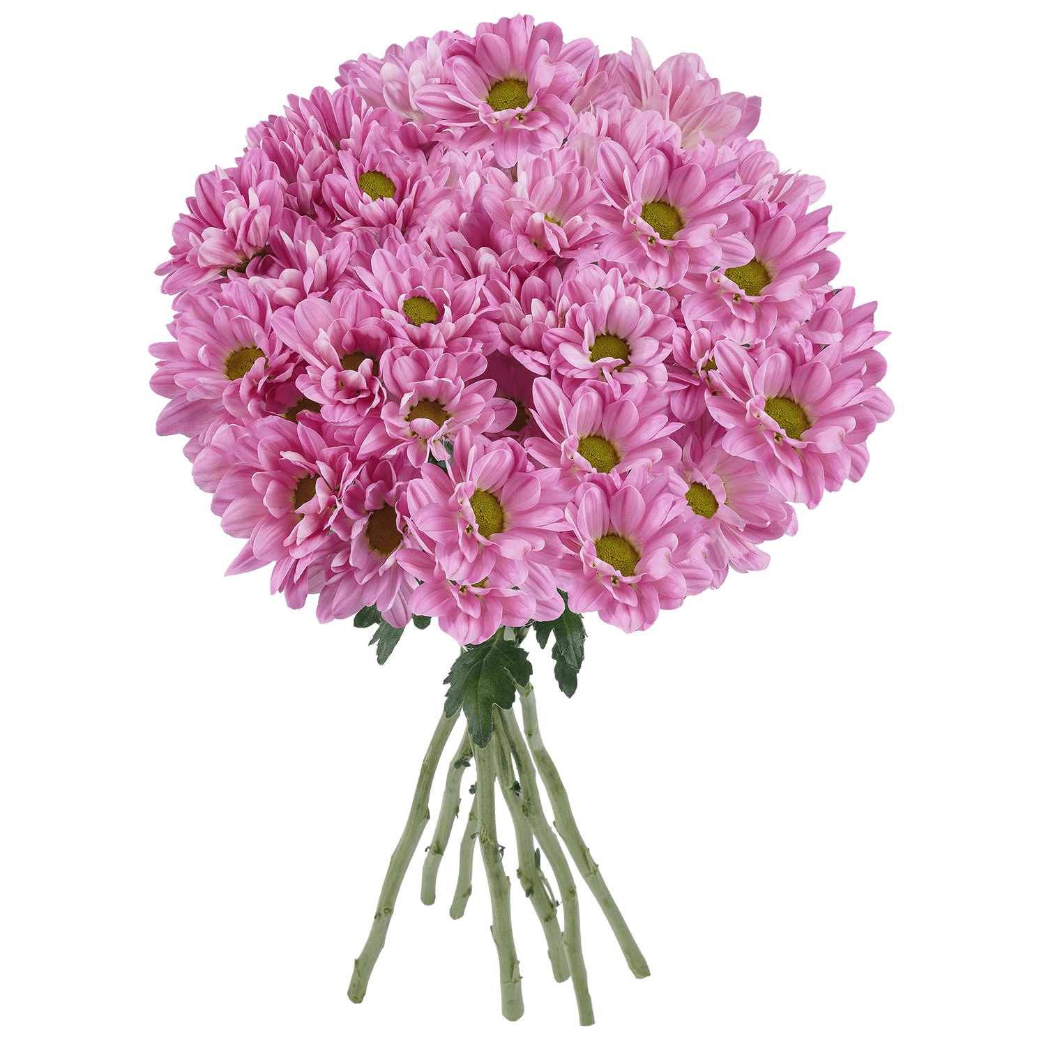 Pompon Daisy Botanika Sunrise Pink Lavenver Select