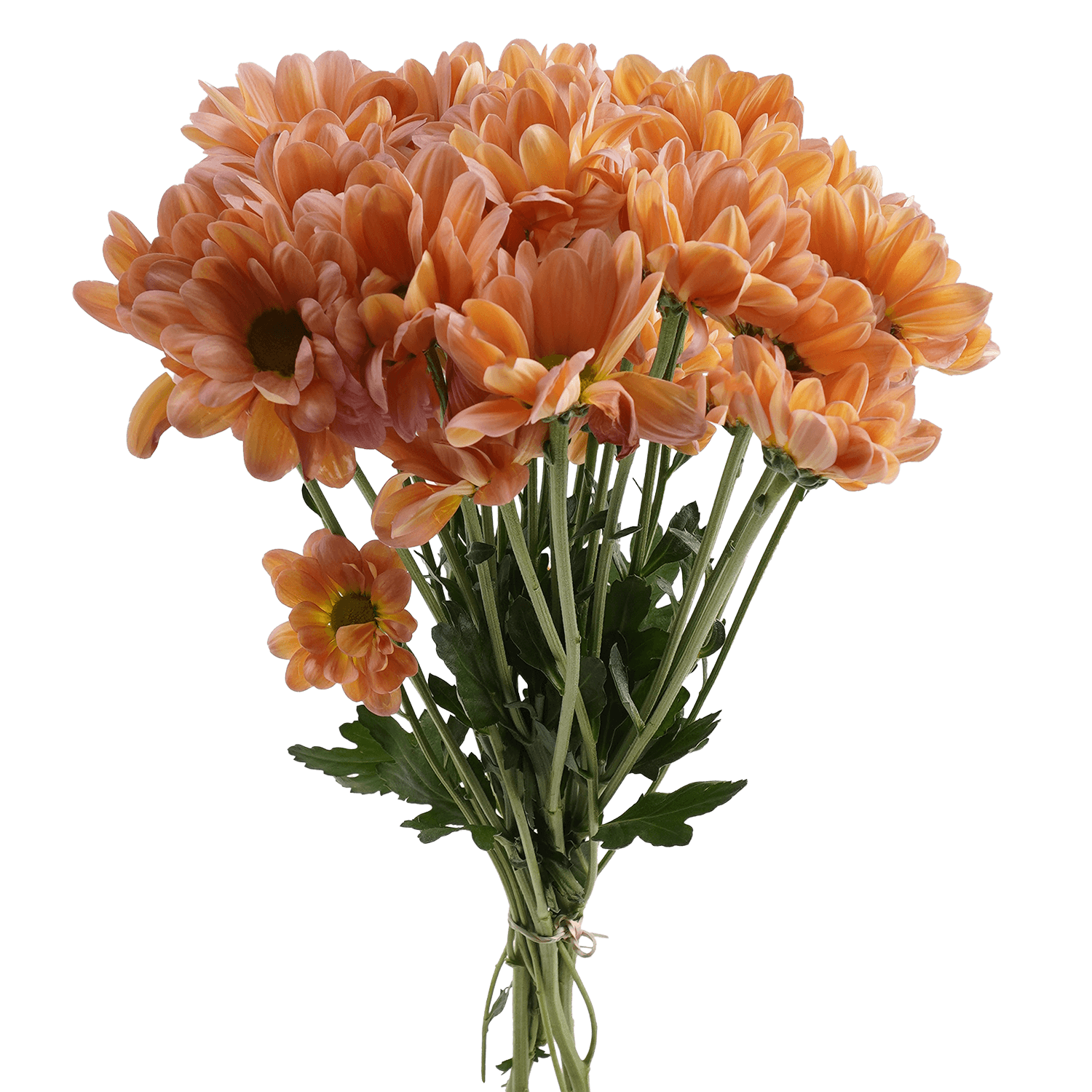 Pompon Daisy Botanika Tequila Sunrise Peach Select