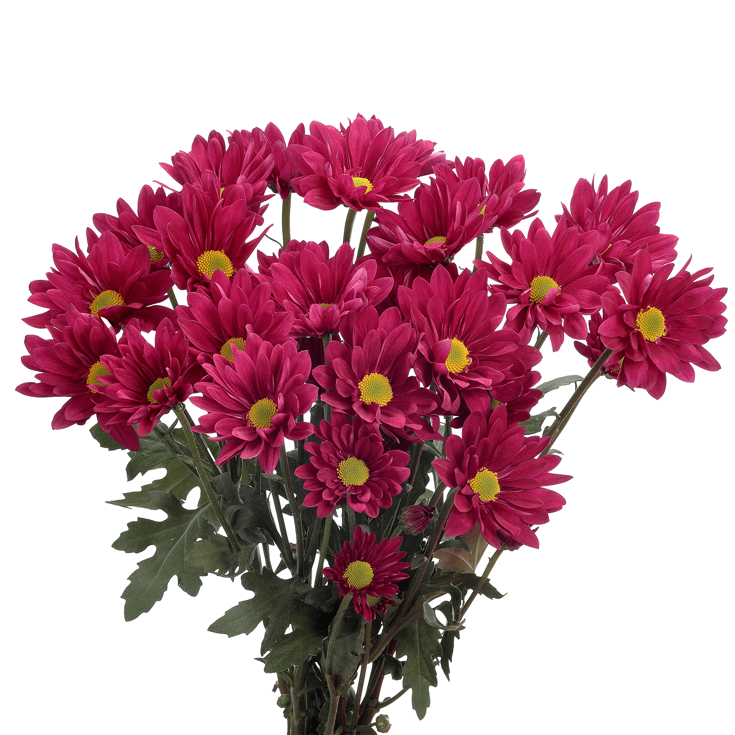 Pompon Daisy Botanika Wizard Purple Select