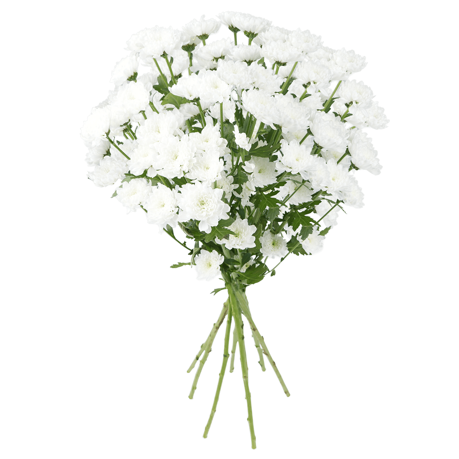 Pompon Novelty Botanika Baykal White Select