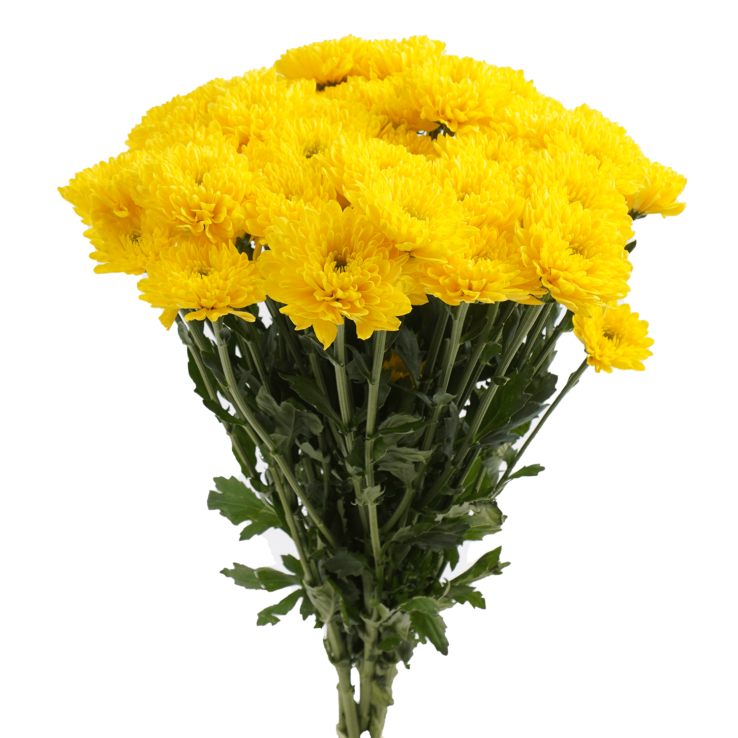 Pompon Novelty Botanika Cheddar Yellow Select