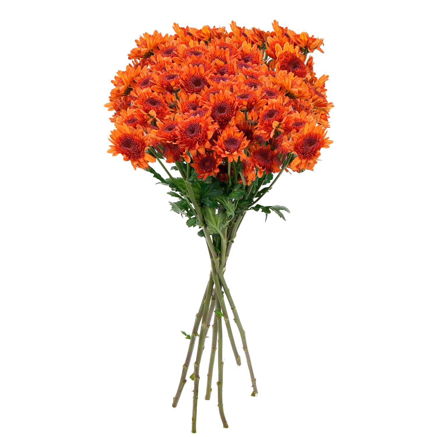 Pompon Novelty Botanika Coruña Bronze Bronze Select