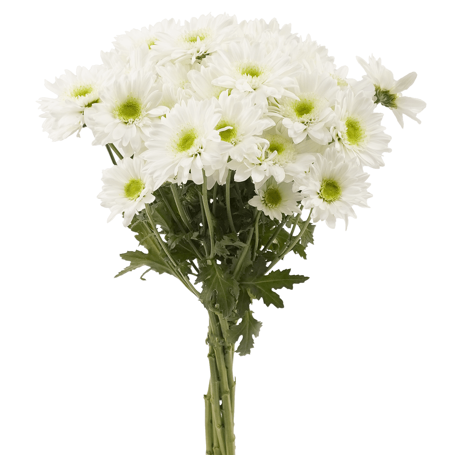 Pompon Novelty Botanika Empatia Pura White Select