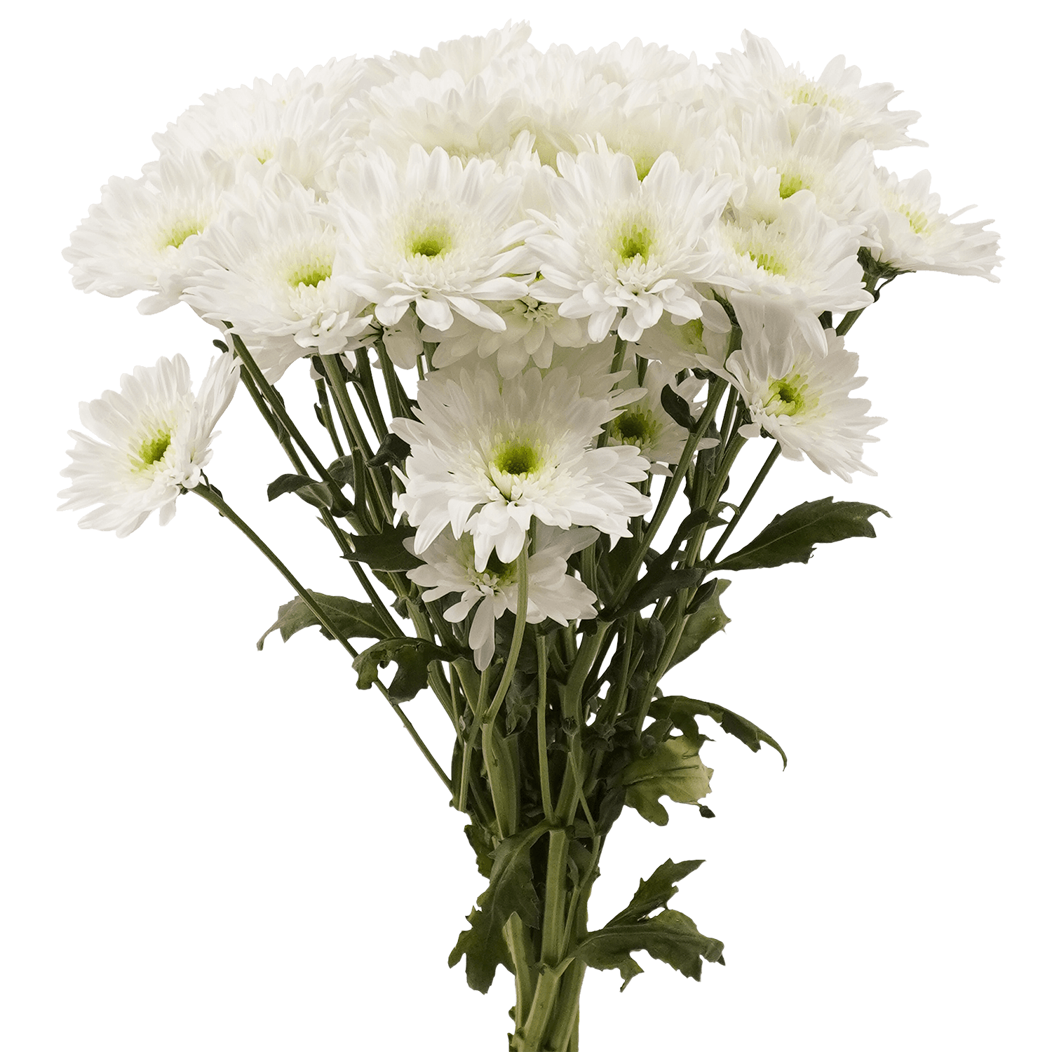 Pompon Novelty Botanika Katharos White Select