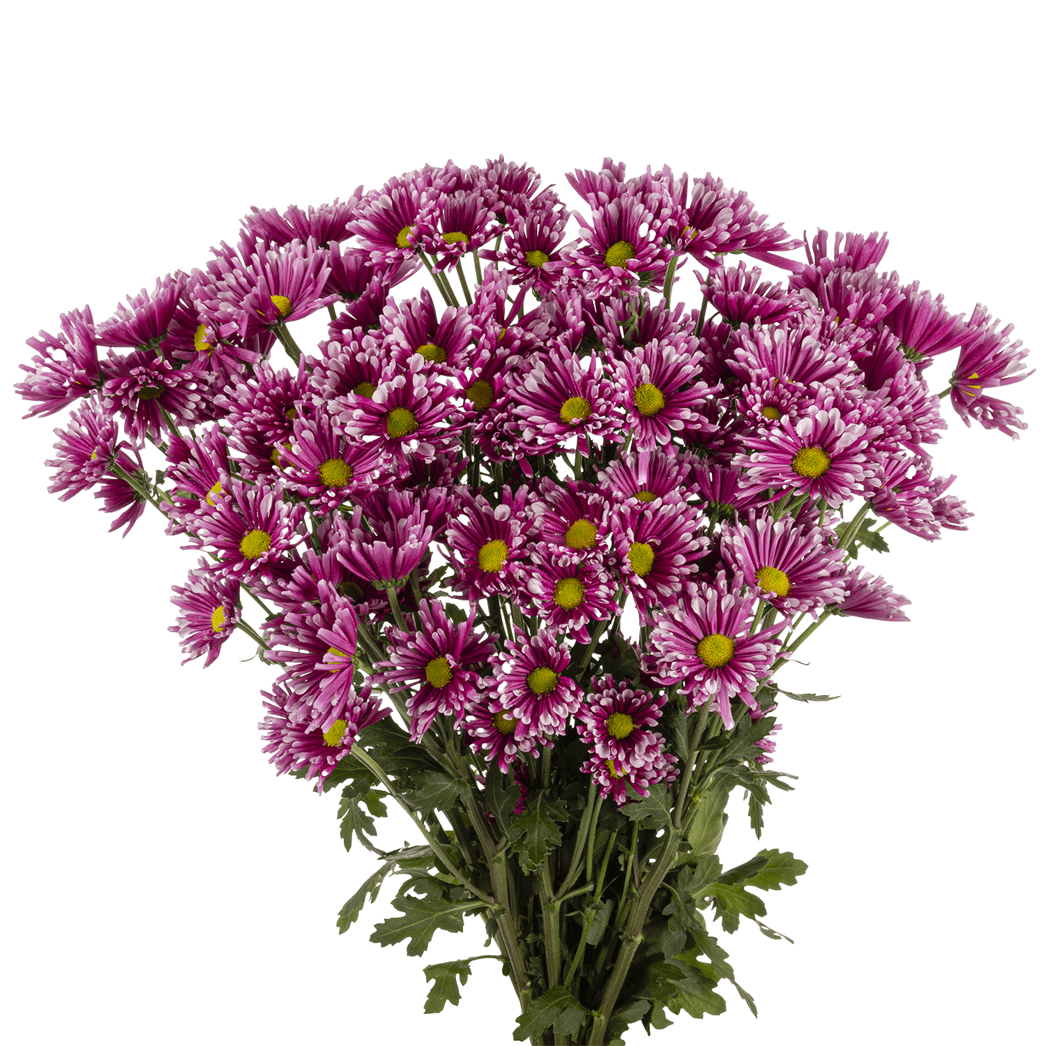 Pompon Novelty Botanika Smashing Lavenver Select