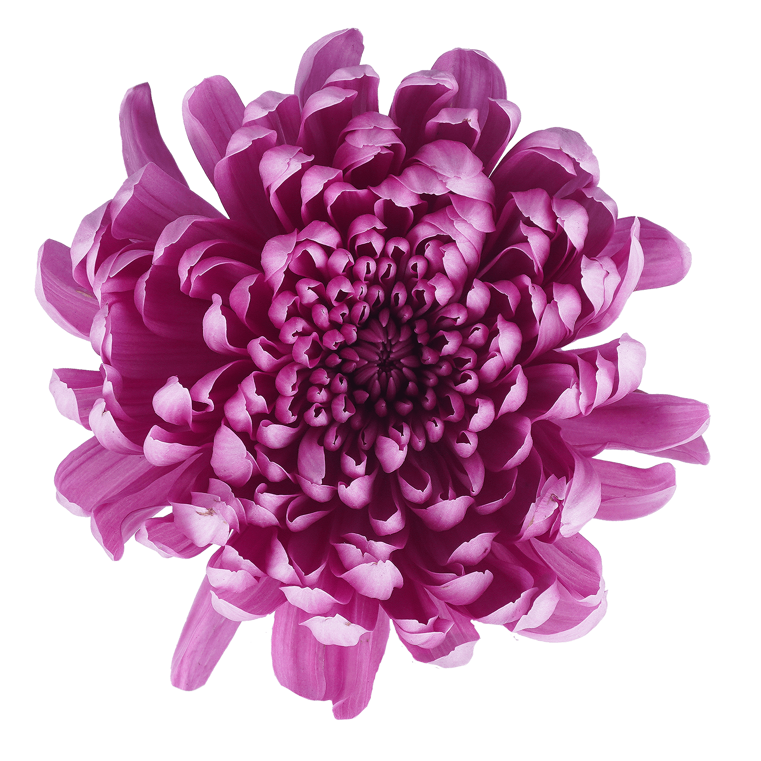 Mum Cremon Botanika Lotus Exp1 Dark Lavenver Select