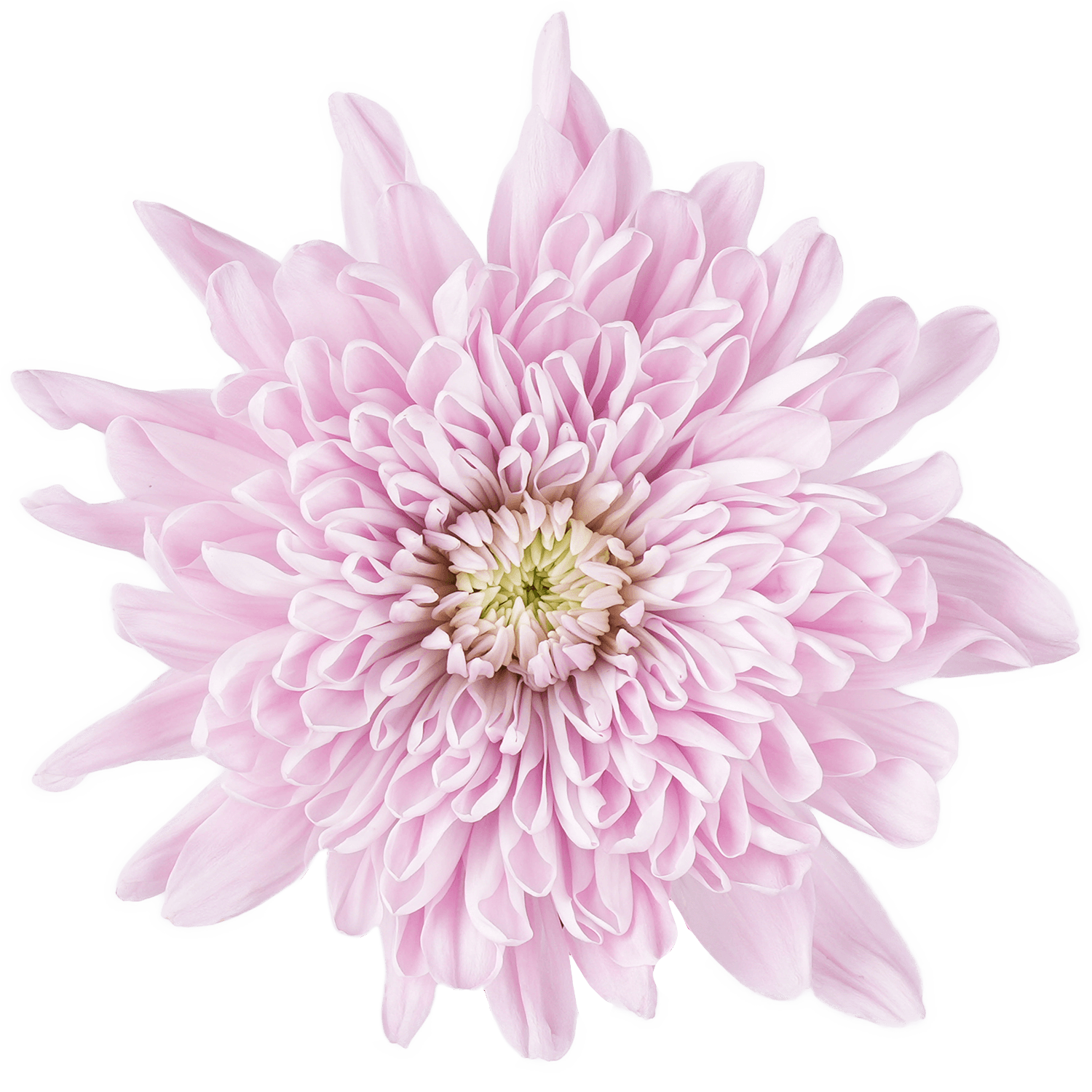 Mum Cremon Botanika Primavera Lavenver Select