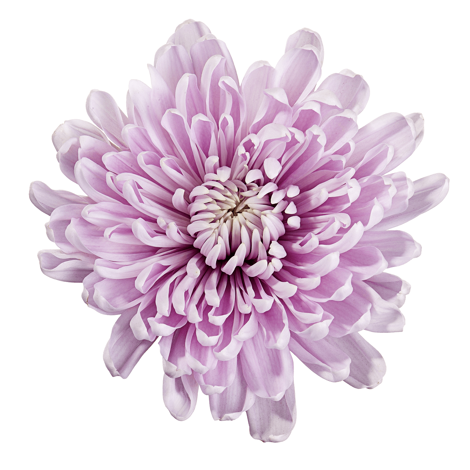 Mum Cremon Botanika Rossano Lavenver Select