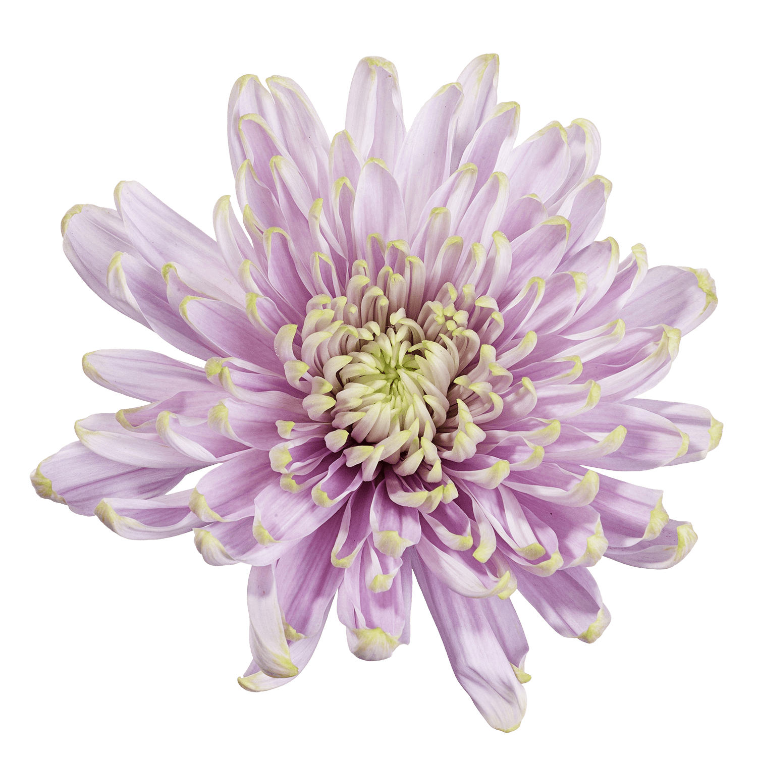 Mum Cremon Botanika Rossano Charlotte Lavenver Select