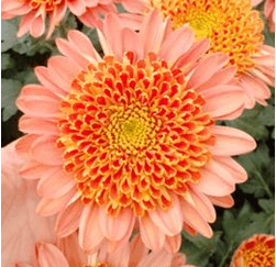 Anemonas Botanika Anemonas Holanda Exp. 1 Dark Bronze Select