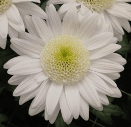 Anemonas Botanika Anemonas Mooney White Select