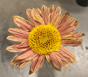 Anemonas Botanika Anemonas Salmon Serenity Peach Select