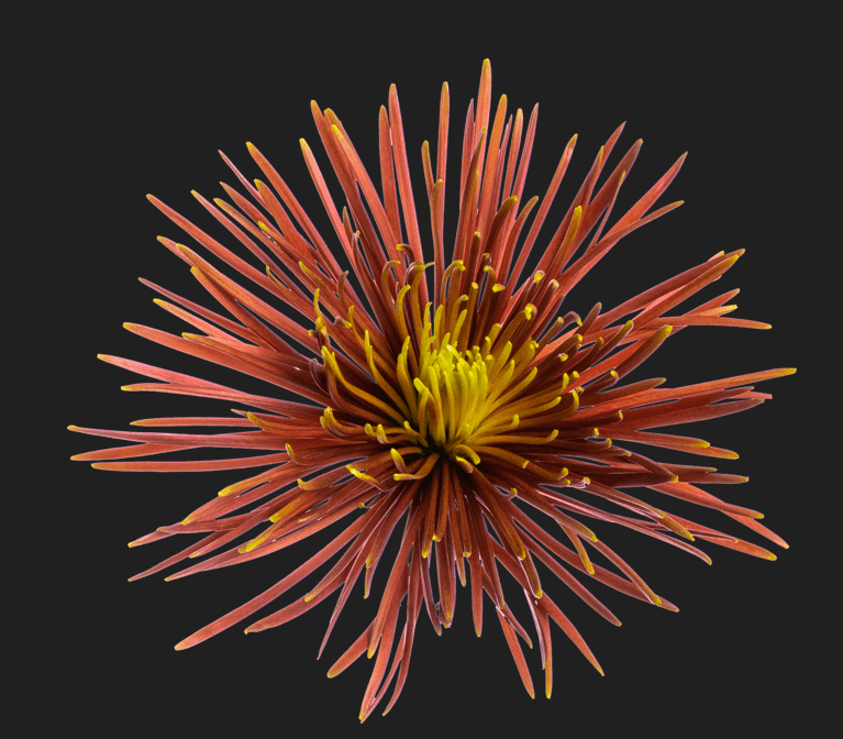 Mum Spider Botanika Chispa Bronze Select