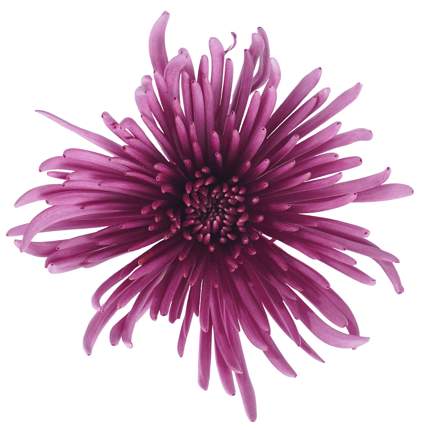 Mum Spider Botanika Tiana Pink Lavenver Select