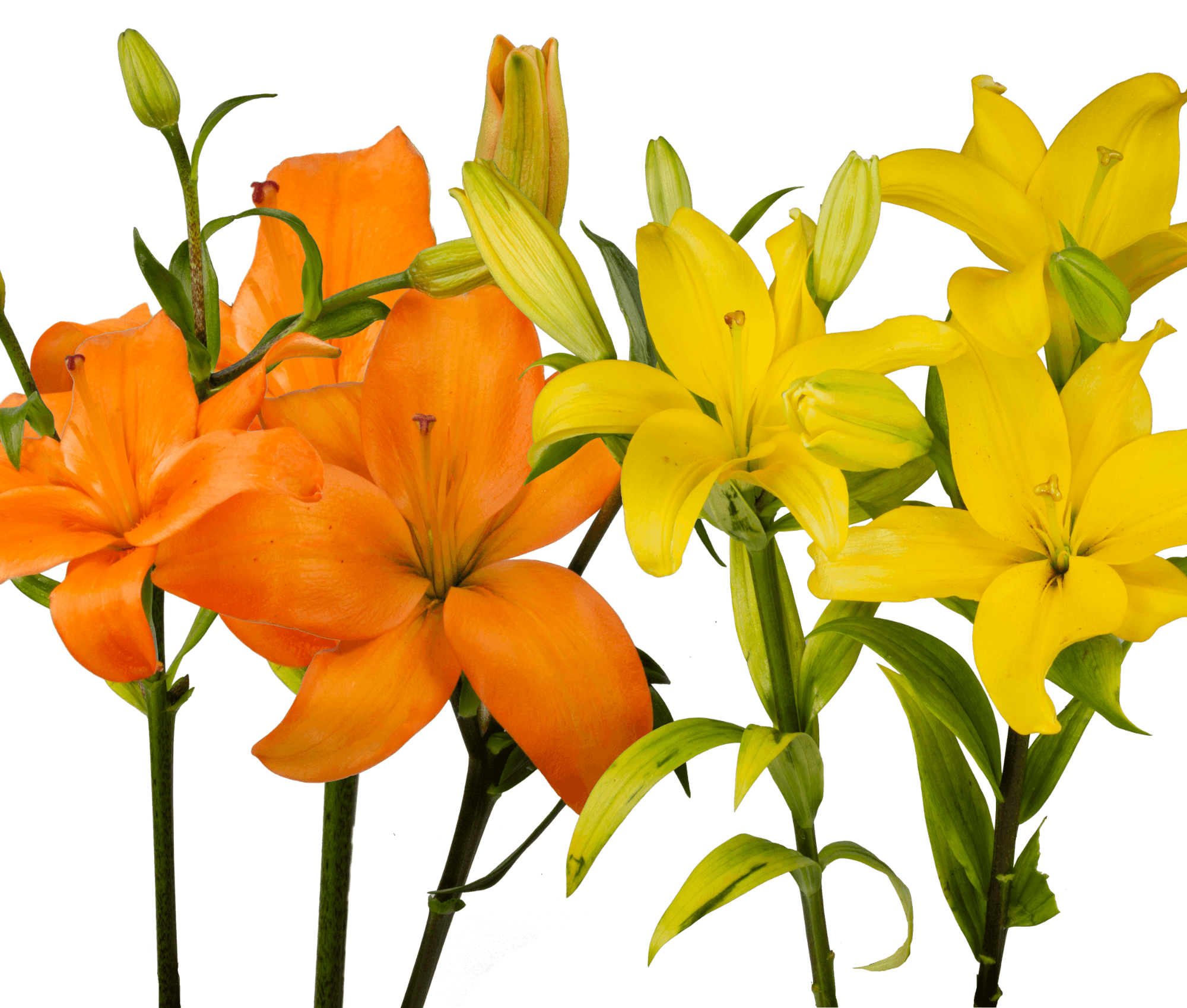 Lily Asiatic Season Assorted Fall 3/5 Bl