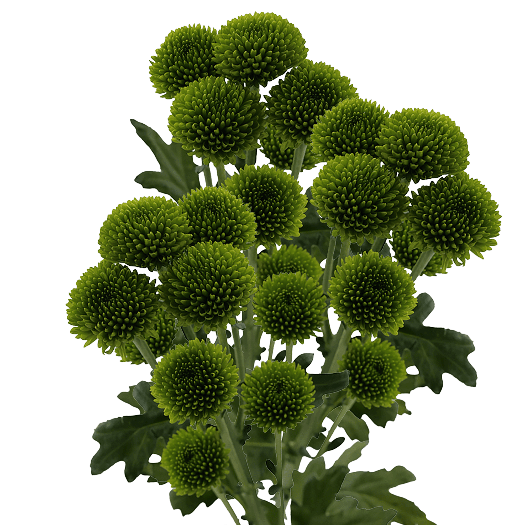 Pompon Button Whatsapp Green Select