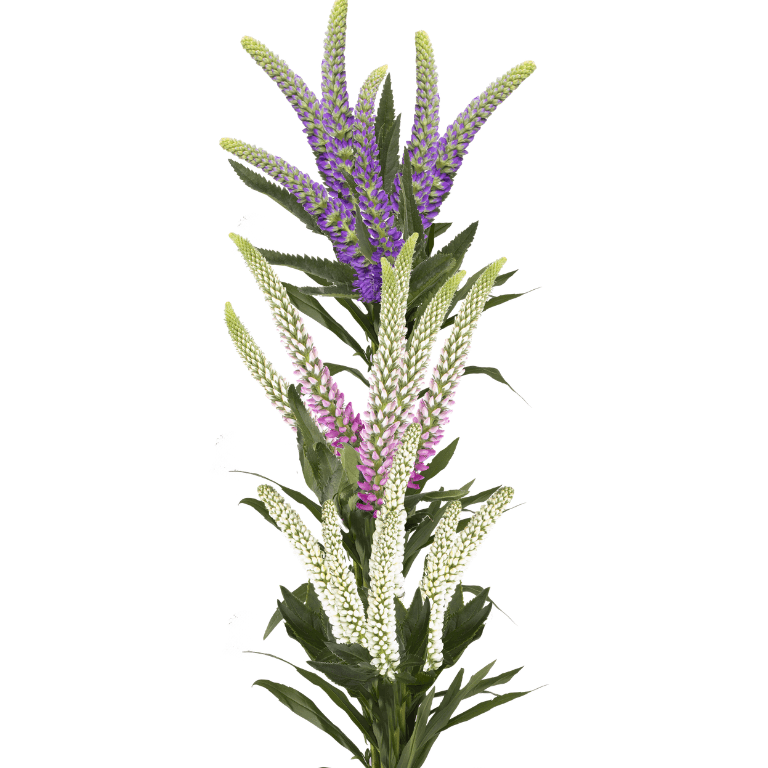 Veronica Eternal Promise Assorted Select