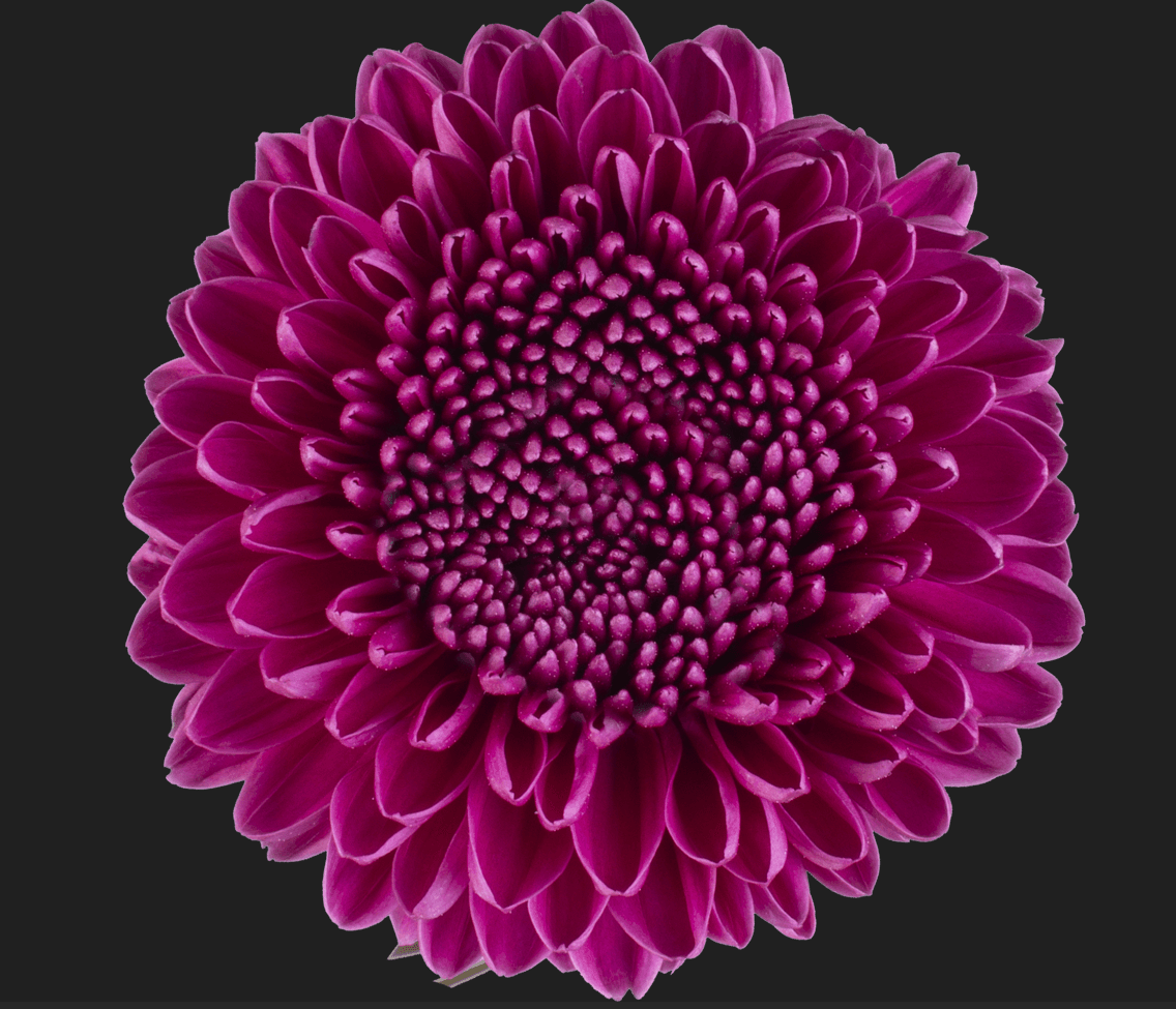 Bombon Gustav Purple 70 Cm