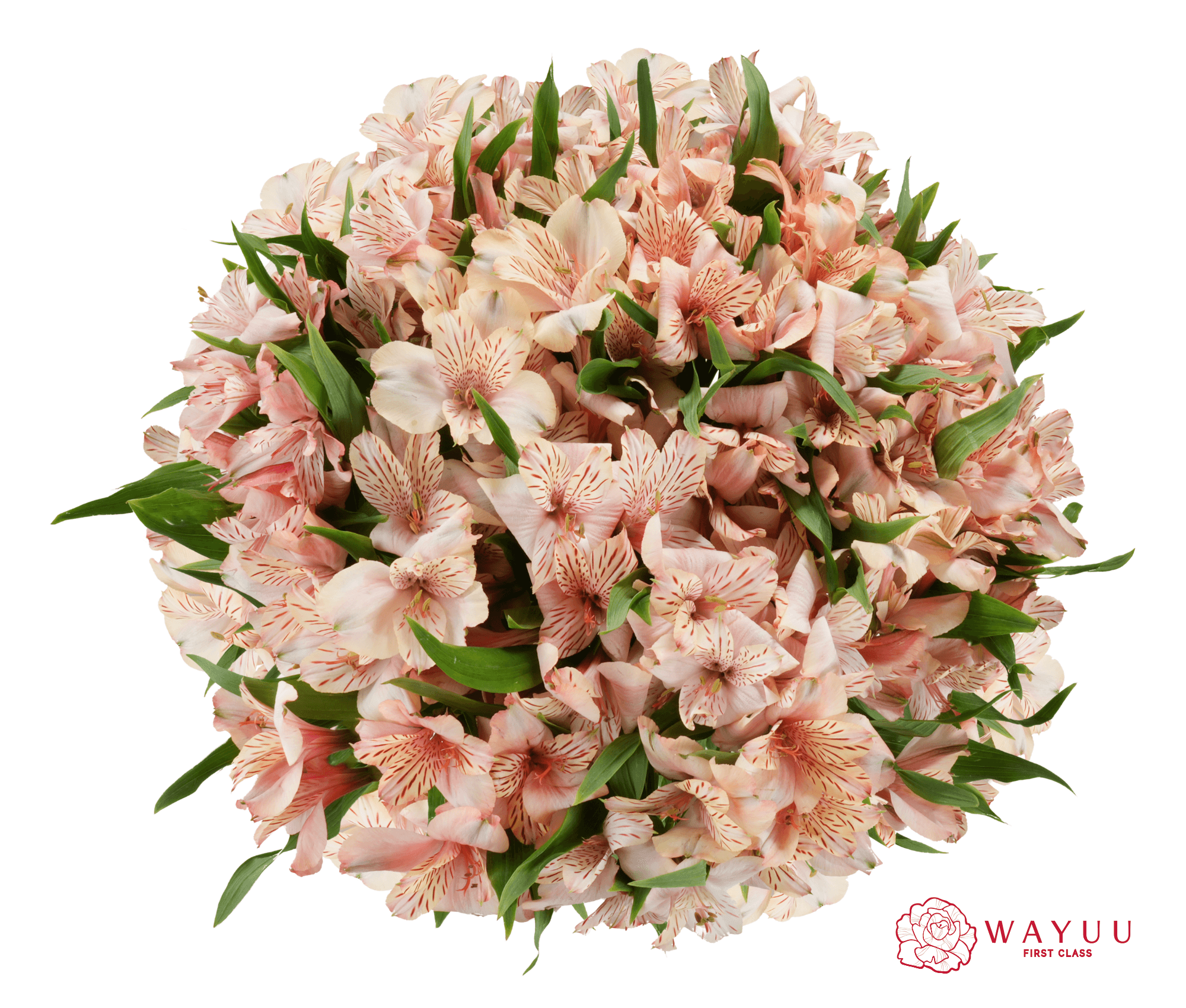 Alstroemeria Wayuu Canyon Peach Select