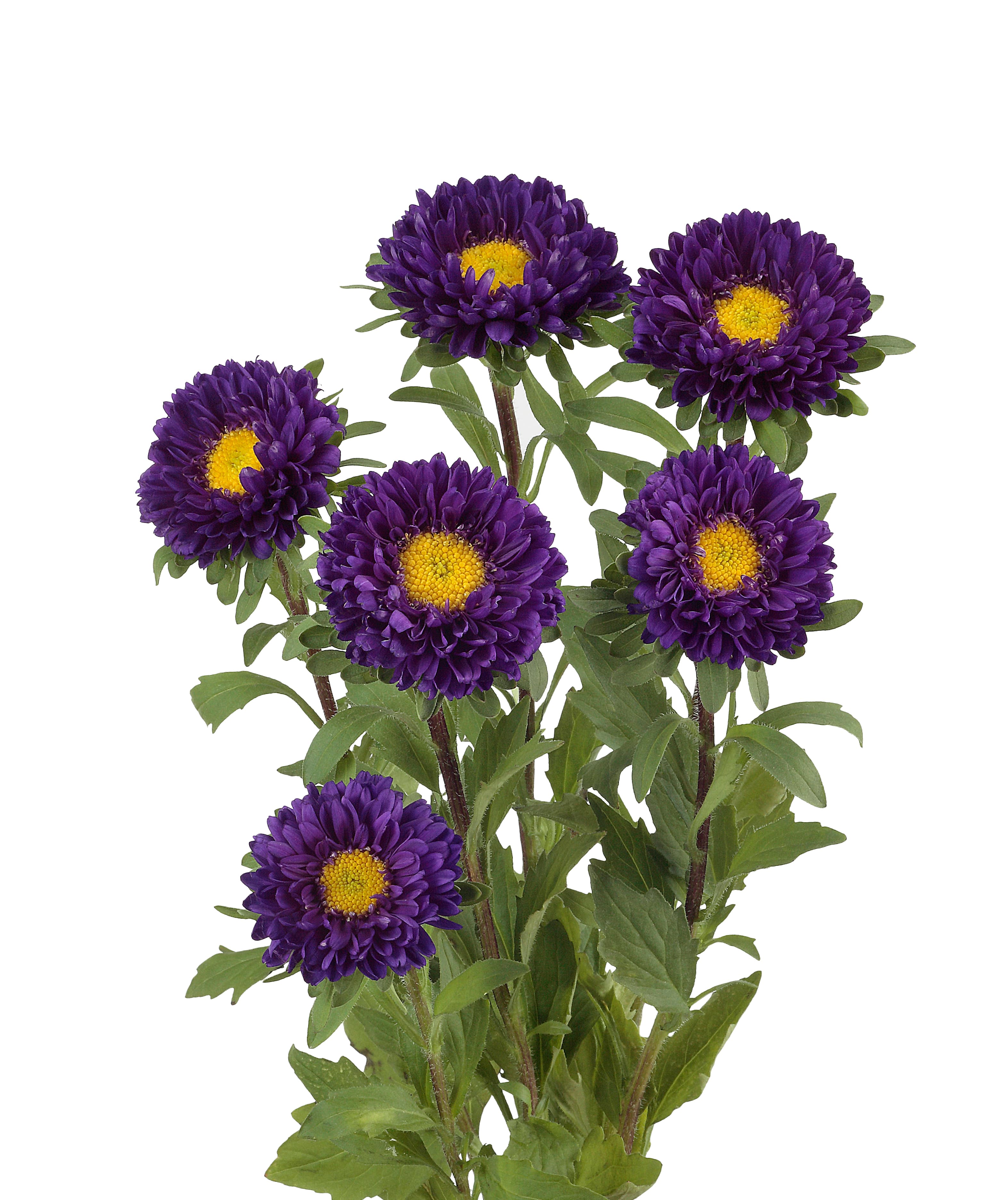 Aster Matsumoto Blue Purple Select