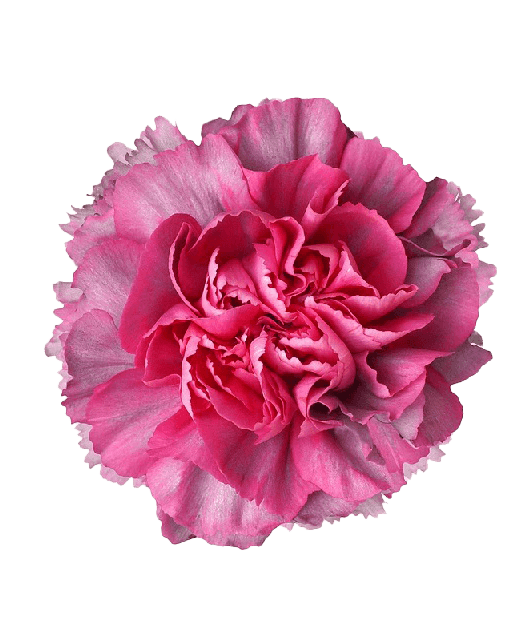 Carnation Wayuu Hypnosis Antique Purple Fancy