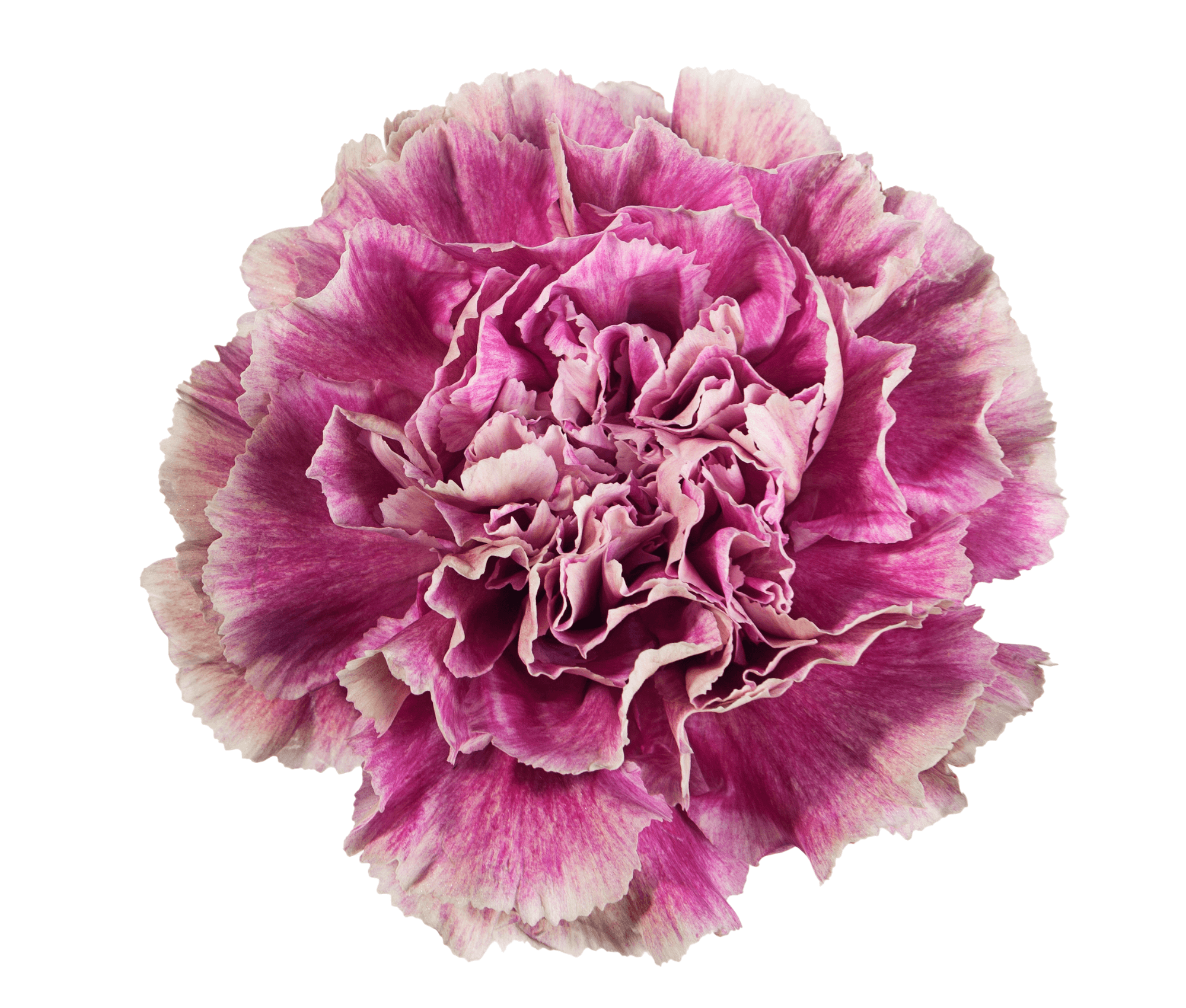 Carnation Wayuu Antigua Antique Pink Select