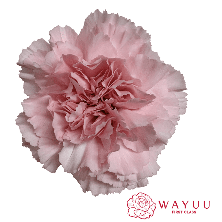 Carnation Wayuu Doncell Lt Pink Select