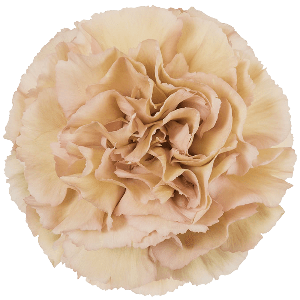 Carnation Elite Legue Marrone Antique Peach Select